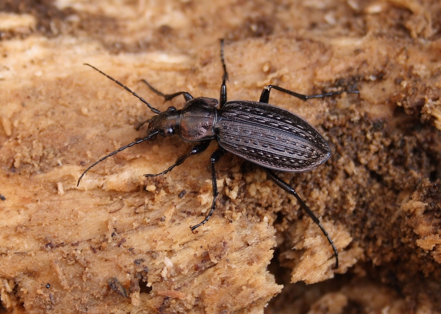 Carabus granulatus