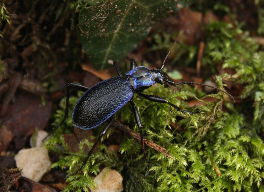 Carabus intricatus