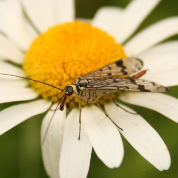 La mouche scorpion