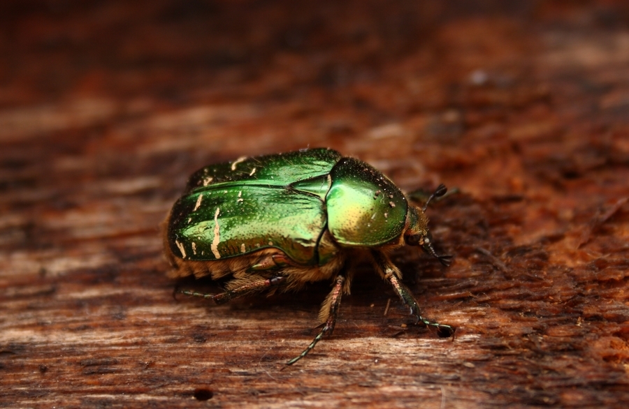 Cetonia aurata