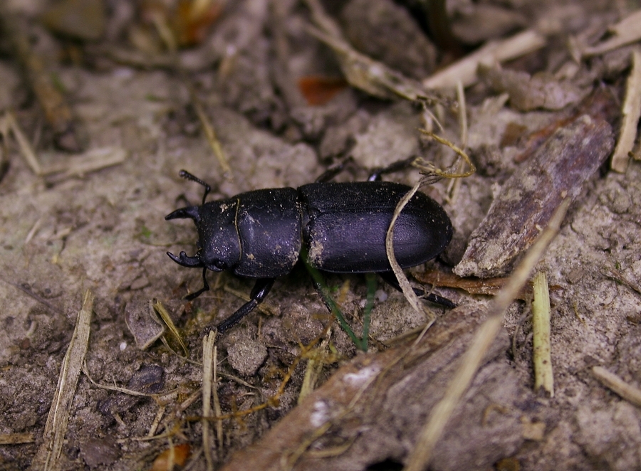 Dorcus parallelipipedus