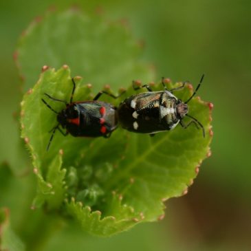 La biodiversité de mon jardin