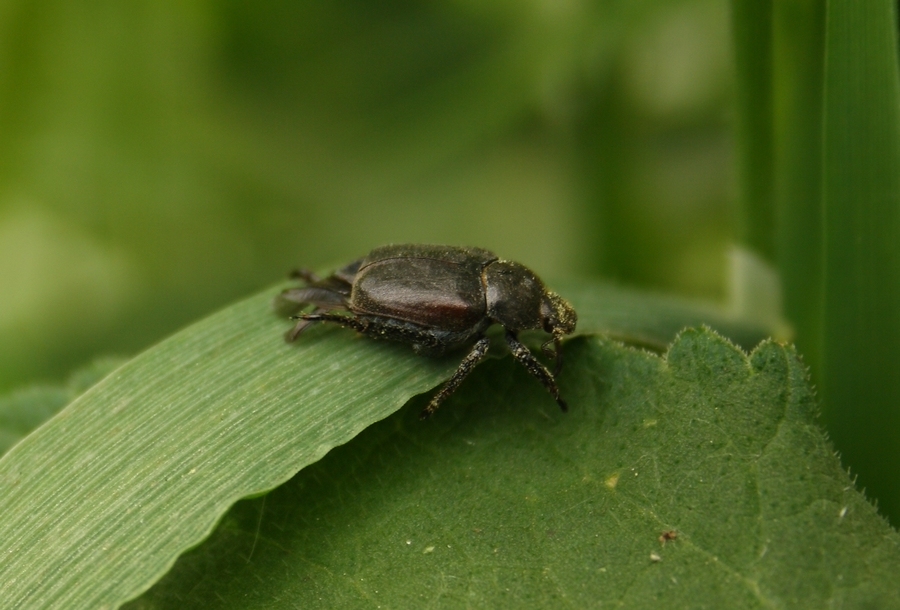 Hoplia farinosa