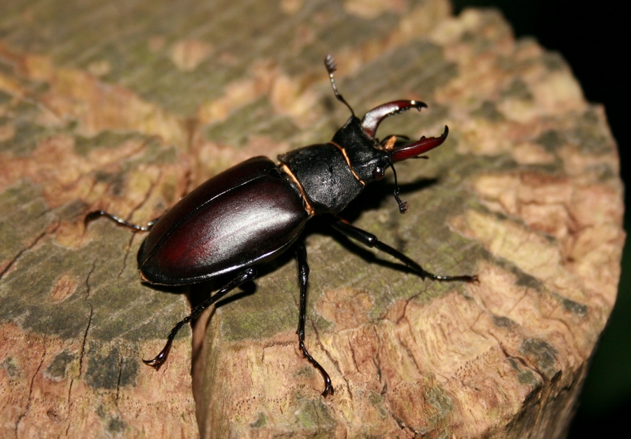 Lucanus cervus