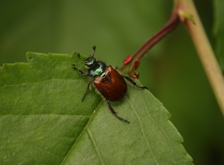 Phyllopertha horticola