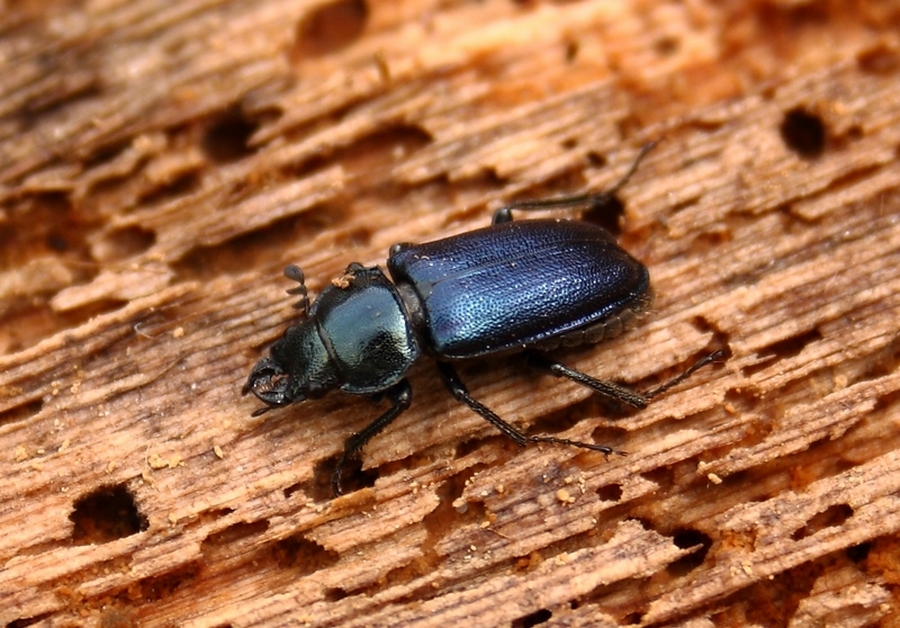 Platycerus caraboides