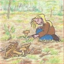 La charte du ramasseur de champignons