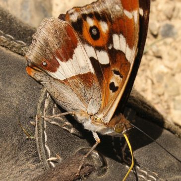 Un papillon qui se trompe