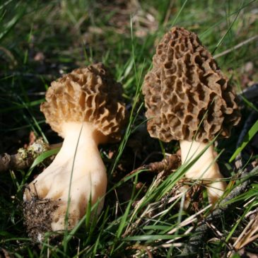 Les champignons comestibles