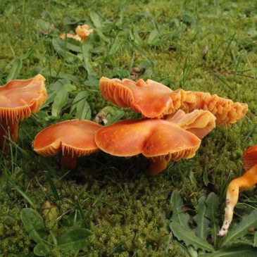 Diversité mycologique d’une pelouse du bocage Coutançais
