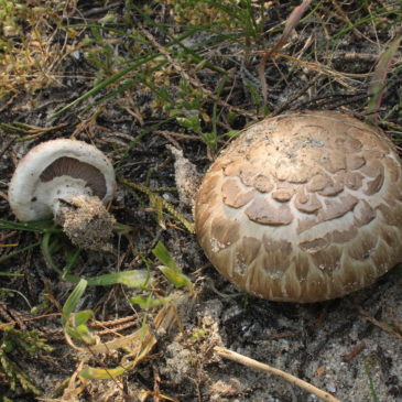 Les agarics de la Manche, l’Orne, le Calvados et la Mayenne