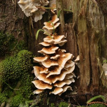 Les champignons indicateurs de forêts anciennes ou à forte naturalité pour la Manche, l’Orne, le Calvados et la Mayenne