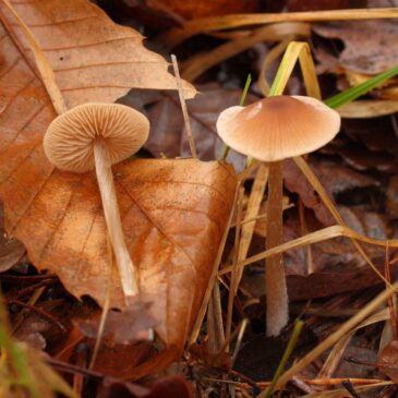 Les entolomes de la Manche, l&rsquo;Orne, le Calvados et la Mayenne