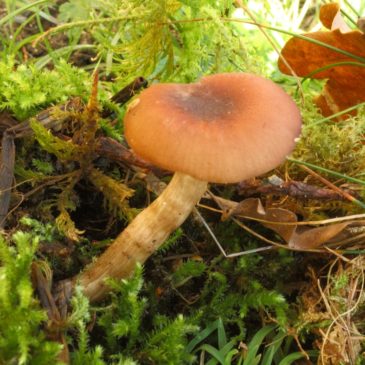 Les champignons à tendance montagnarde du Massif Armoricain