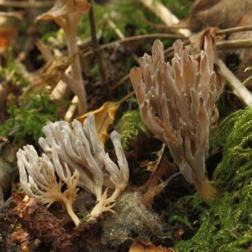 Des champignons nouveaux pour la Manche, l’Orne, le Calvados, la Mayenne et la Sarthe