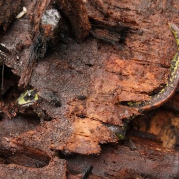 Les amphibiens de la Manche (les urodèles)