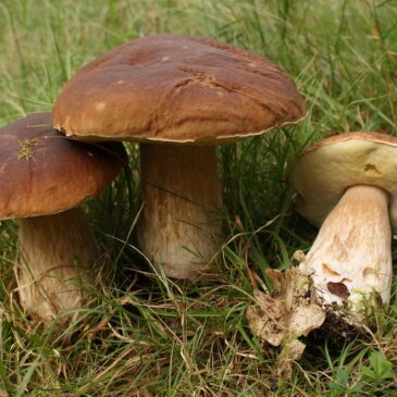 Les champignons comestibles