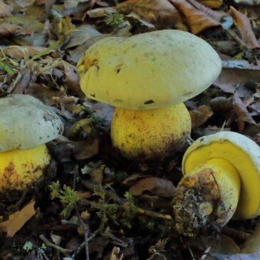 Les bolets de la Manche, l’Orne, le Calvados et la Mayenne