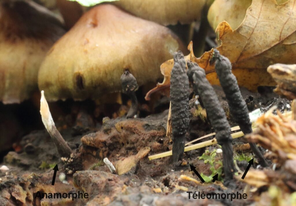Xylaria hypoxylon - Le xylaire du bois