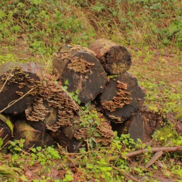 Successions de champignons sur bois mort de feuillus
