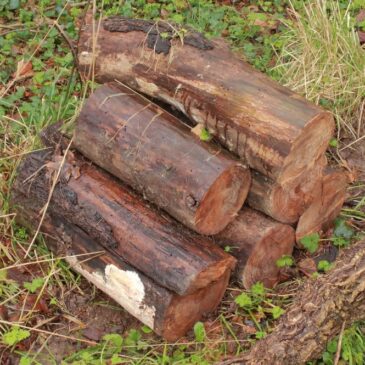 Succession de champignons sur bois mort d’orme champêtre