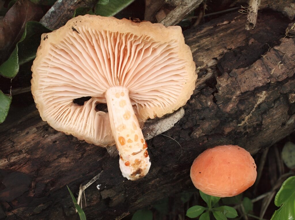 Rhodotus palmatus